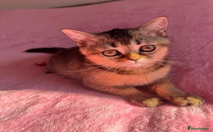 Scottish Fold cats - Advert 3
