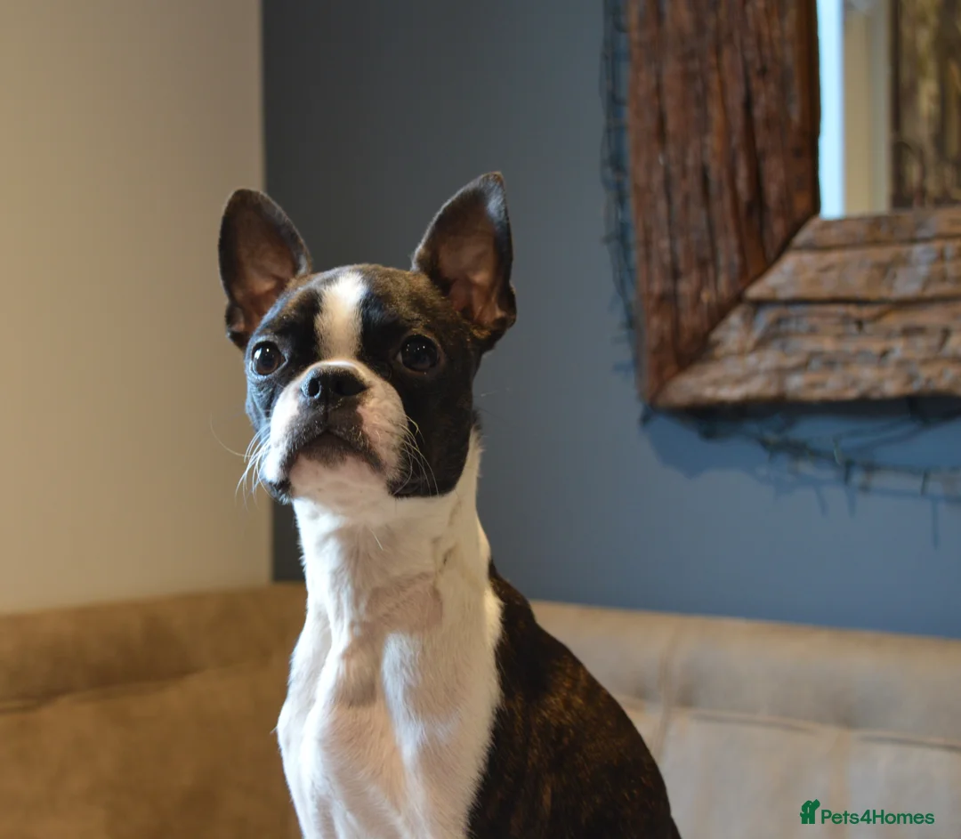 Mixed Breed dogs for sale: Beautiful Boston x cocker puppies 2 girls  in Stockton-on-Tees - Advert 1