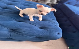 Chihuahua dogs for sale: Beautiful white short coat male Chihuahua  - Image 7