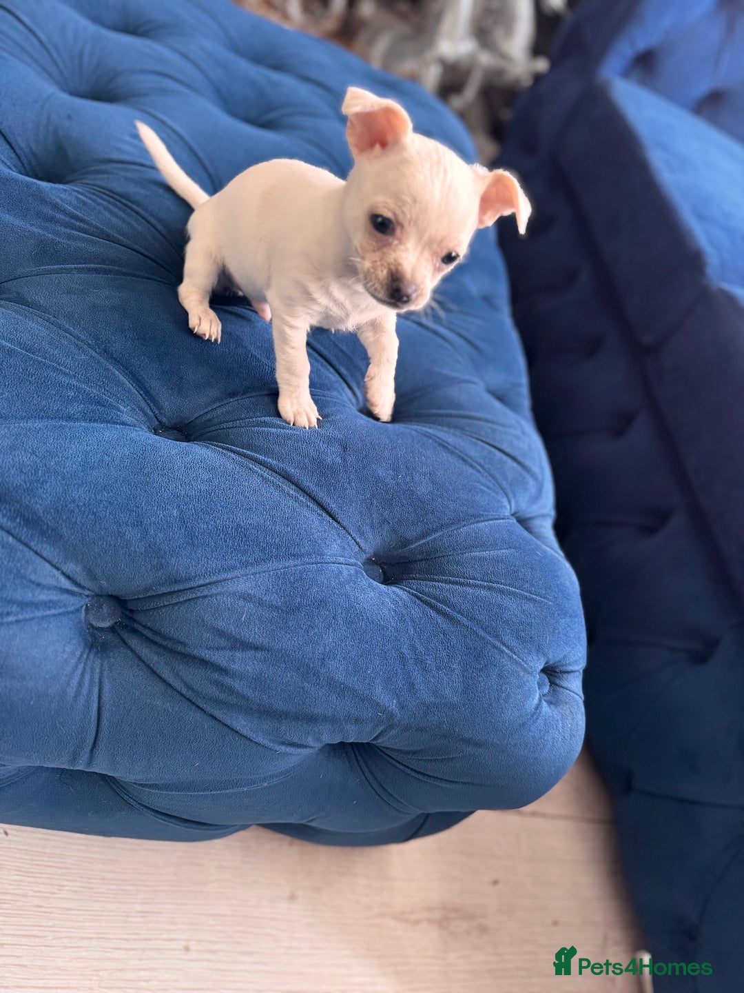 Chihuahua dogs for sale: Beautiful white short coat male Chihuahua  - Image 7