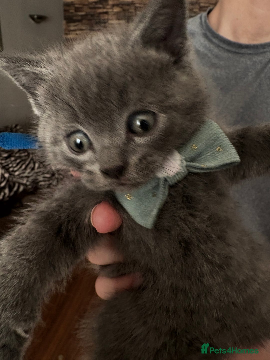 British Shorthair cats for sale: British Shorthair kittens  - Advert 5