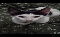 European cats for sale: 4 kittens ready to be rehomed now! - Image 4