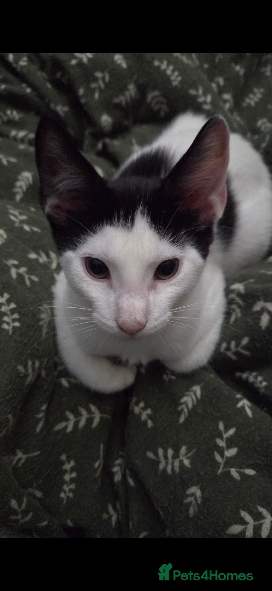 European cats for sale: 4 kittens ready to be rehomed now! - Image 4