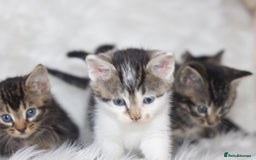 Mixed Breed cats for sale: 5 Happy Playful Kittens  - Advert 17