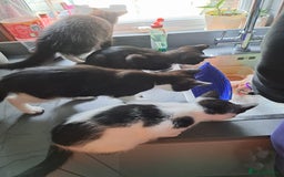 Mixed Breed cats for sale: 3 Beautiful kittens for sale  - Image 5