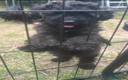 Cockapoo dogs for sale: **Ready to go - Last 2 remaining** F1B Cockapoo  - Image 21