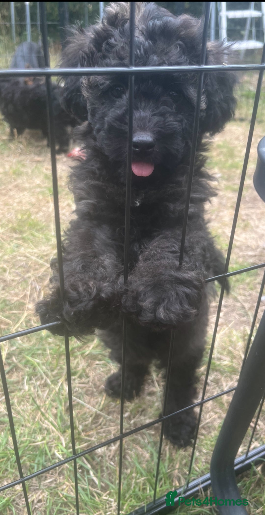Cockapoo dogs for sale: **Ready to go - Last 2 remaining** F1B Cockapoo  - Image 21