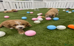 Cockapoo dogs for sale: 🐾STUNNING F1 COCKERPOOS HEALTH TESTED PARENTS 🐾 - Image 15