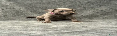Pink - Female