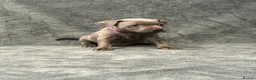 Staffordshire Bull Terrier dogs for sale: Blue Staffordshire Bull Terrier Puppies - Advert 14