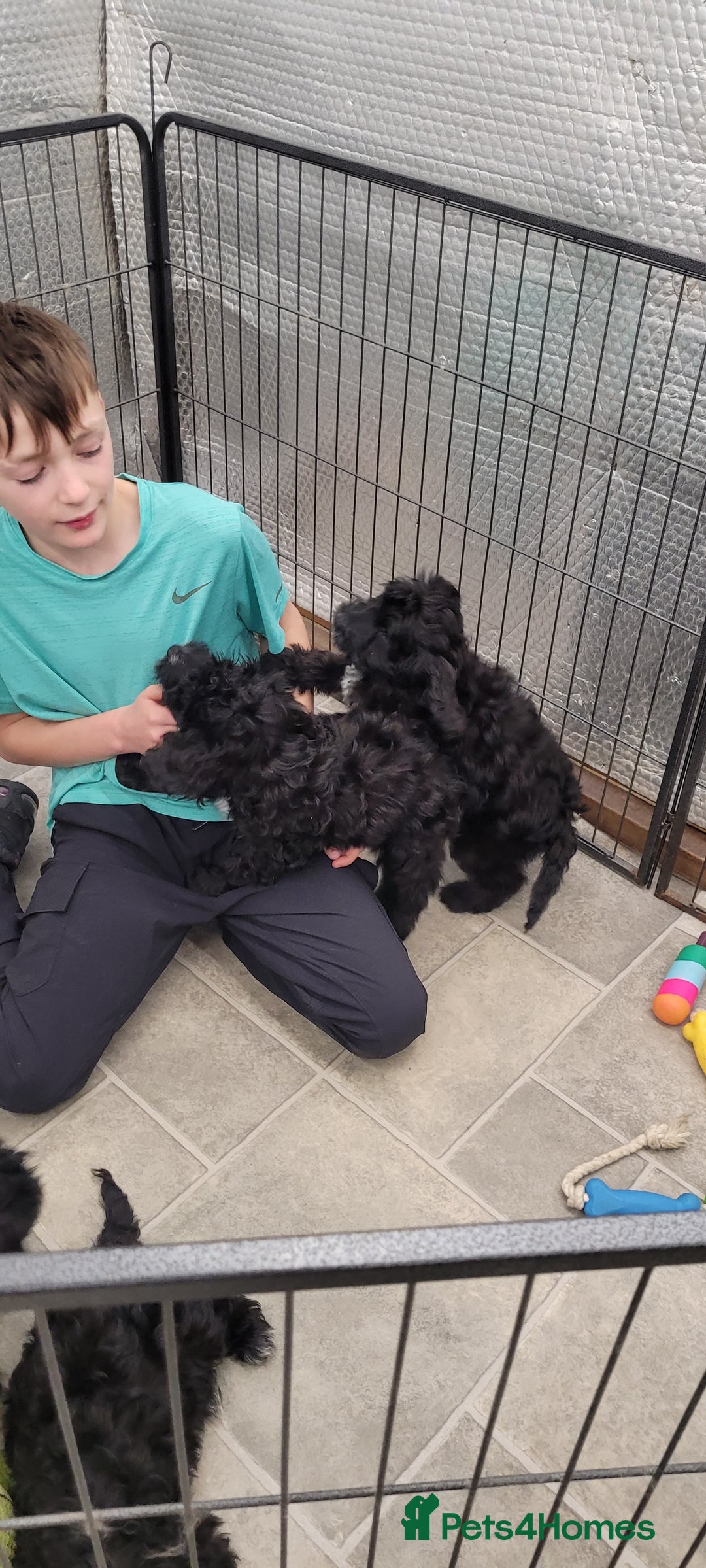 Cockapoo dogs for sale: 3 Stunning Black Girls F1 Show type cockapoos - Advert 14
