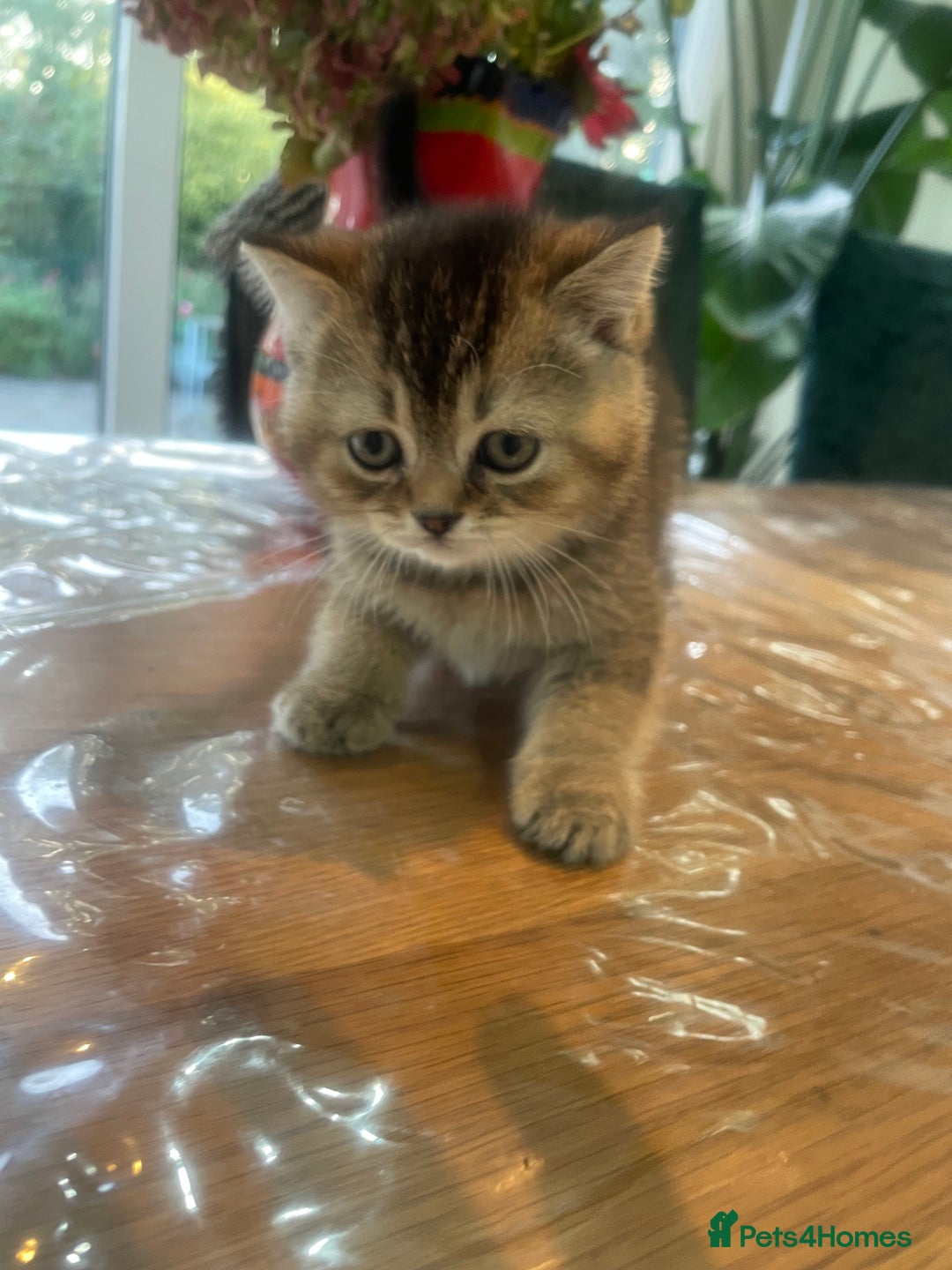 British Shorthair cats for sale: Fabulous, playful and healthy BSH kittens, rare - Image 18