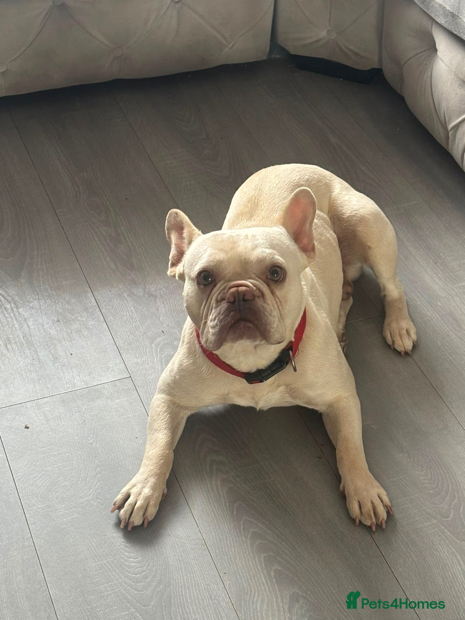 French Bulldog dogs Lovely lilac platinum boy here  - Advert 11