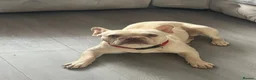 French Bulldog dogs for sale: Lovely lilac platinum boy here  in Sittingbourne - Advert 1