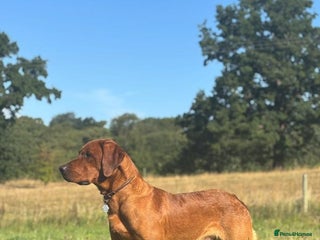Labrador Retriever dogs Dark fox red labrador stud dog - Advert 1