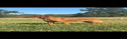 Labrador Retriever dogs for stud: Dark fox red labrador stud dog  - Advert 1