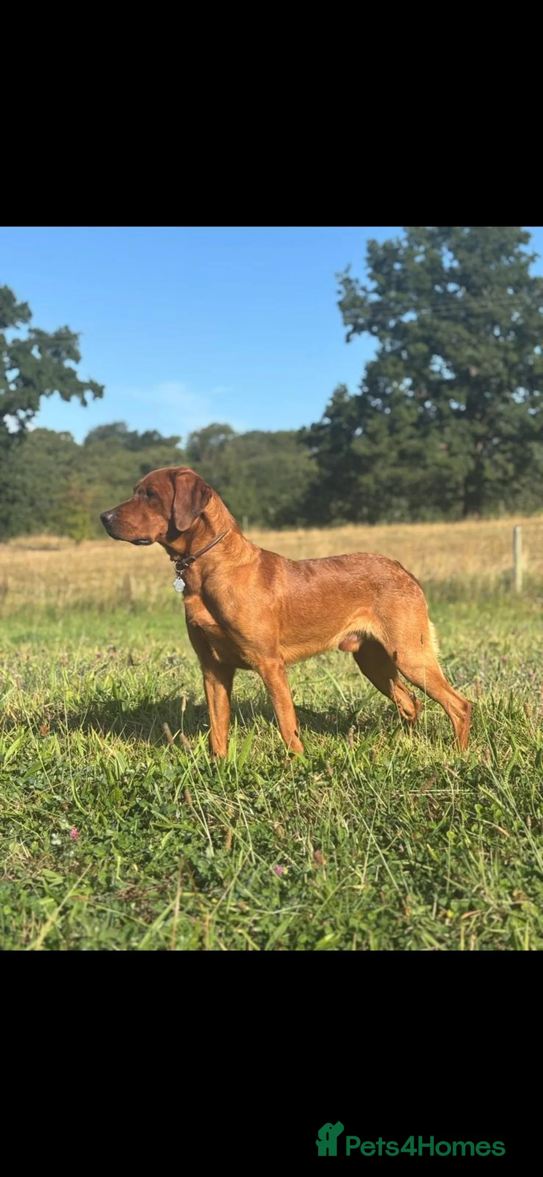 Labrador Retriever dogs for stud: Dark fox red labrador stud dog  - Advert 1