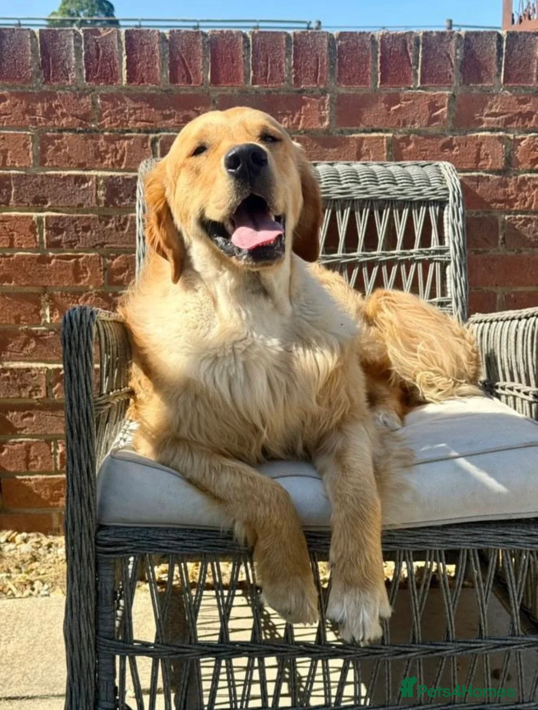 Golden Retriever dogs for sale: 3 boys and 2 girls available  - Advert 16