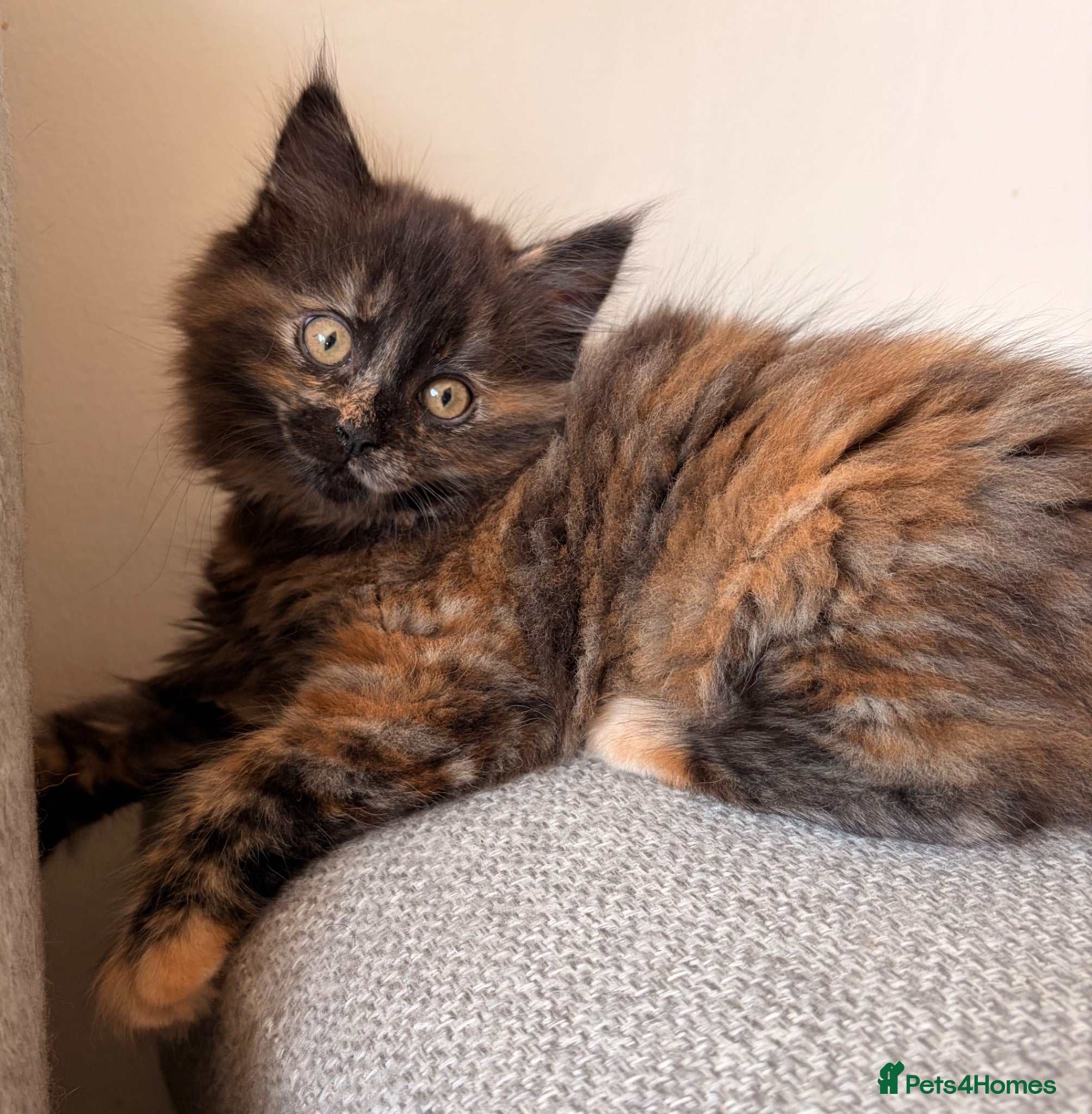 British Shorthair cats BSH X Maine coon, last girl, ready to leave now - Advert 8