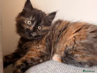 British Shorthair cats BSH X Maine coon, last girl, ready to leave now - Advert 8