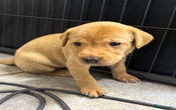 Labrador Retriever dogs for sale: KC Reg Health Tested Fox Reds Working Lines 4 Gen - Image 7