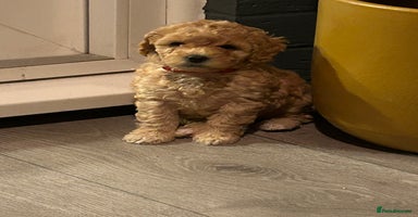 Toy Poodle dogs - Advert 13