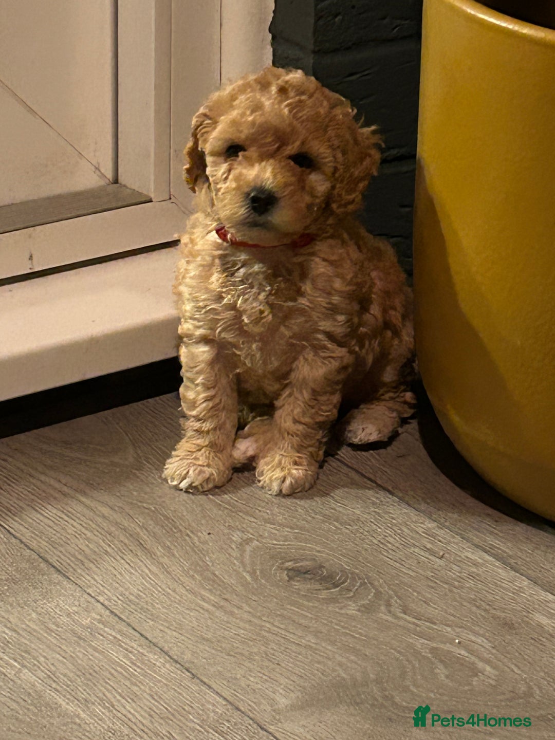 Toy Poodle dogs for sale: Stunning baby KC reg toy poodles  - Image 3