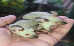 Mouse rodents for sale: Siamese, satin and black female mice  - Image 3