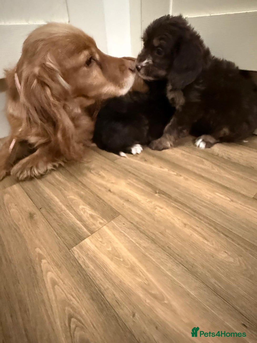 Cockapoo dogs for sale: Beautiful puppies - Advert 1