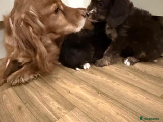 Cockapoo dogs Beautiful puppies - Advert 1