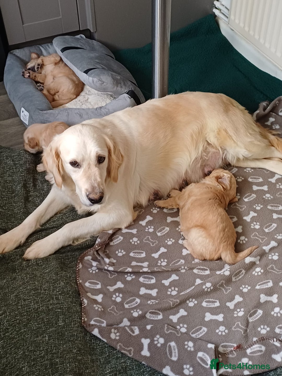 Golden Retriever dogs for sale: Golden retrievers  - Advert 2