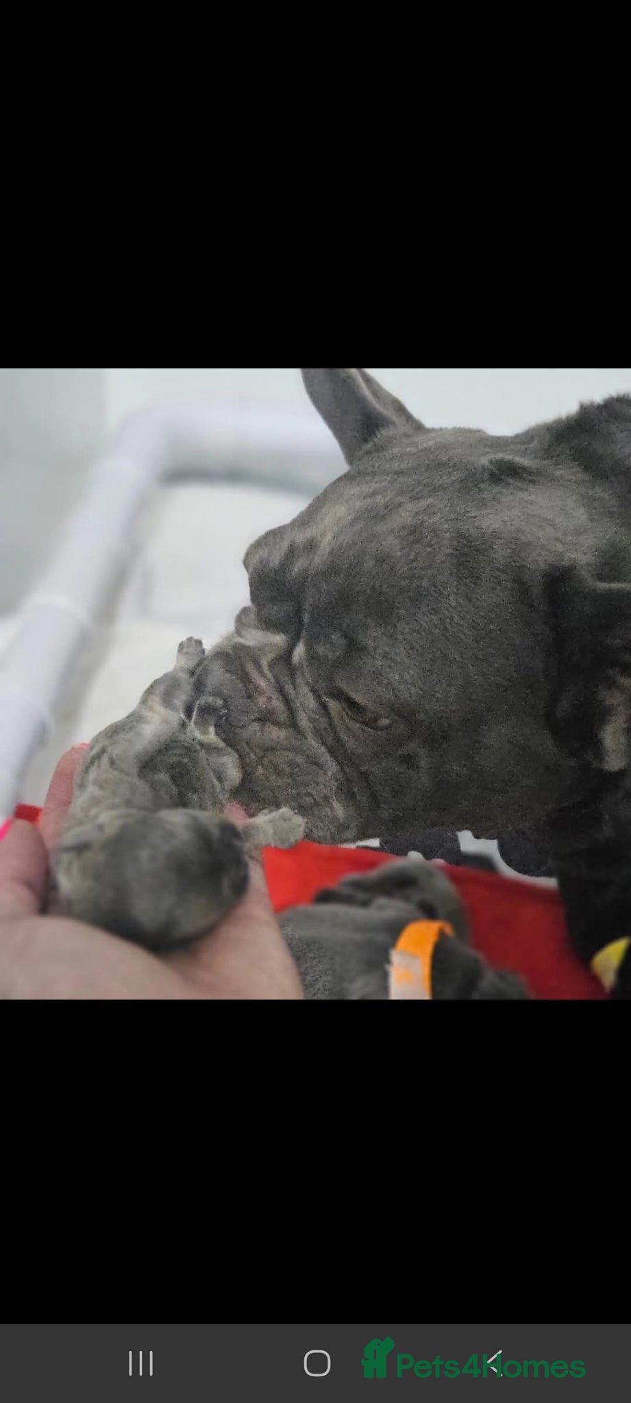 French Bulldog dogs Female French bulldog kc registered  - Advert 1