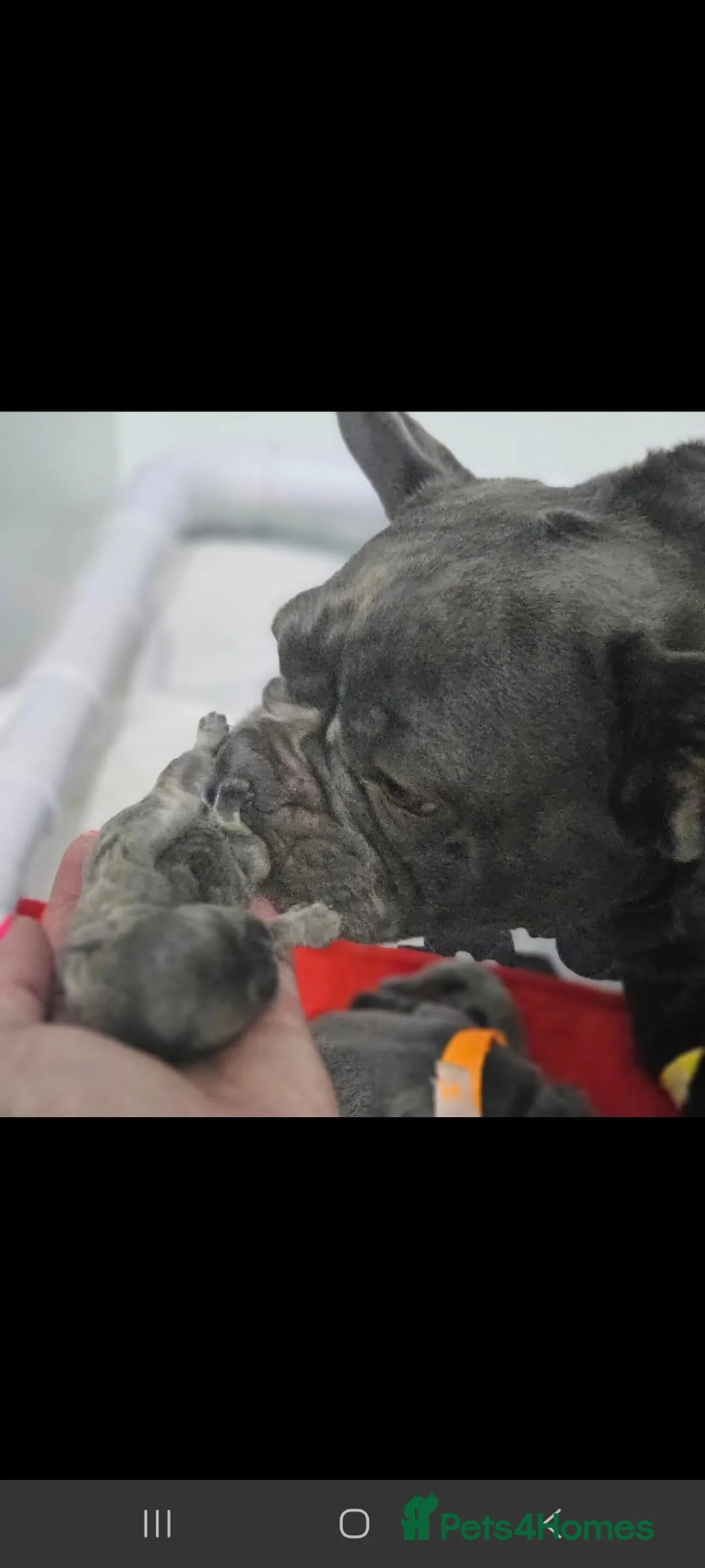 French Bulldog dogs for sale: Female French bulldog kc registered  - Advert 1