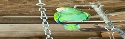 Parrots birds for sale: Yellow shoudered amazon - Advert 7