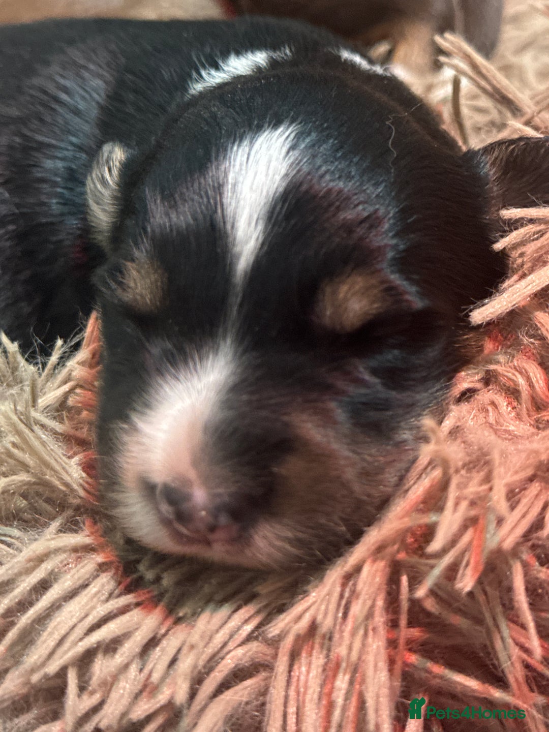 Border Collie dogs for sale: 2 tri border collie pups - Advert 4
