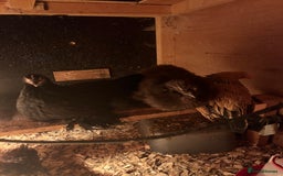 Chickens poultry for sale: 11 Pekin and silkie chickens for sale - Image 1