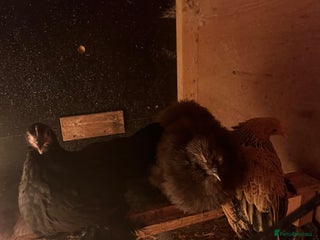 Chickens poultry for sale - Advert 1