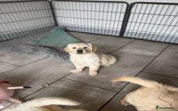 Golden Retriever dogs for sale: Gorgeous Golden Retrievers 8 weeks old H/Tested  - Image 17