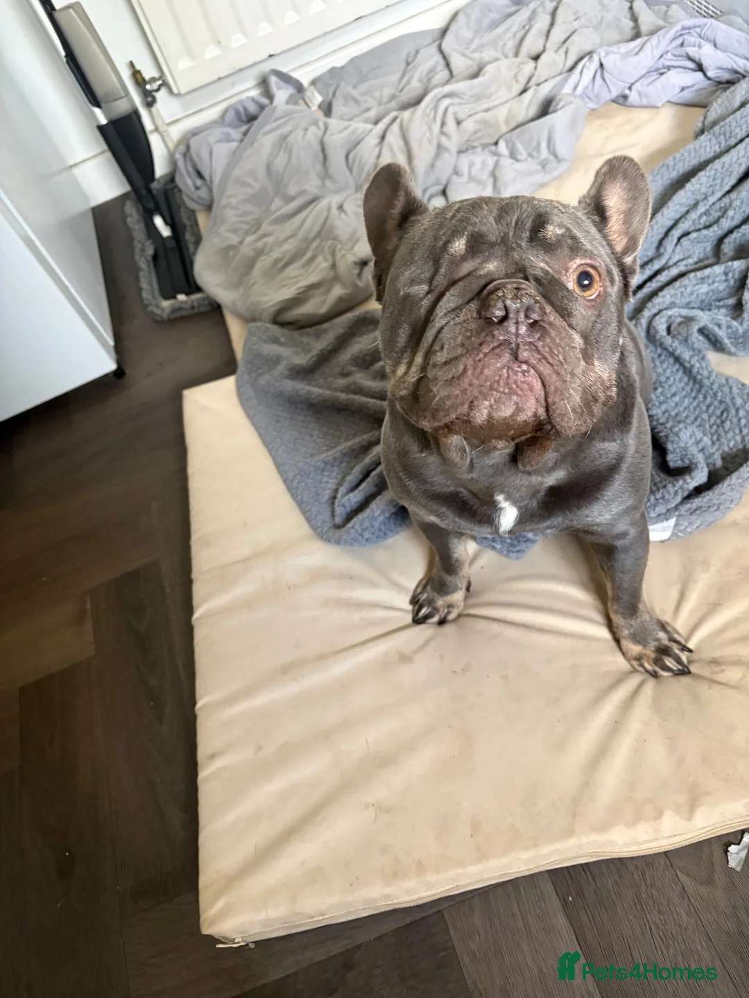 French Bulldog dogs for sale: 🏡 MAX IS LOOKING FOR A NEW SOFA… I MEAN HOME 😂❤️ - Advert 2