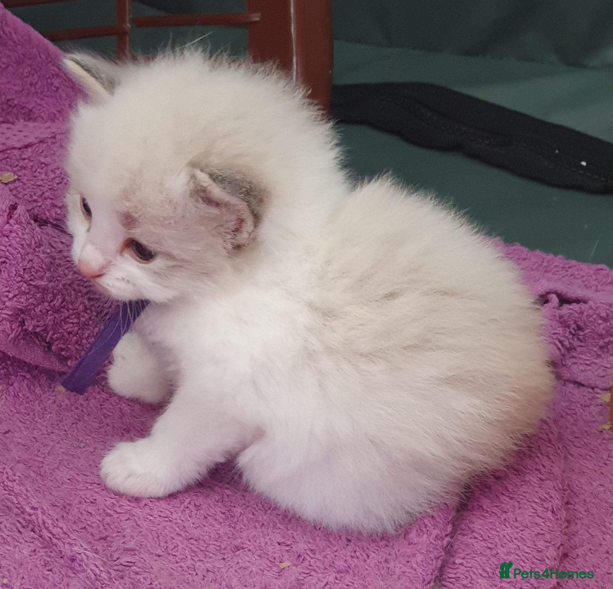 Siberian cats Gorgeous Neva Masquerade Baby Boy - Advert 1