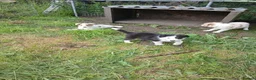 Border Collie dogs for sale: Border collie pups for sale in Bishop Auckland - Advert 19