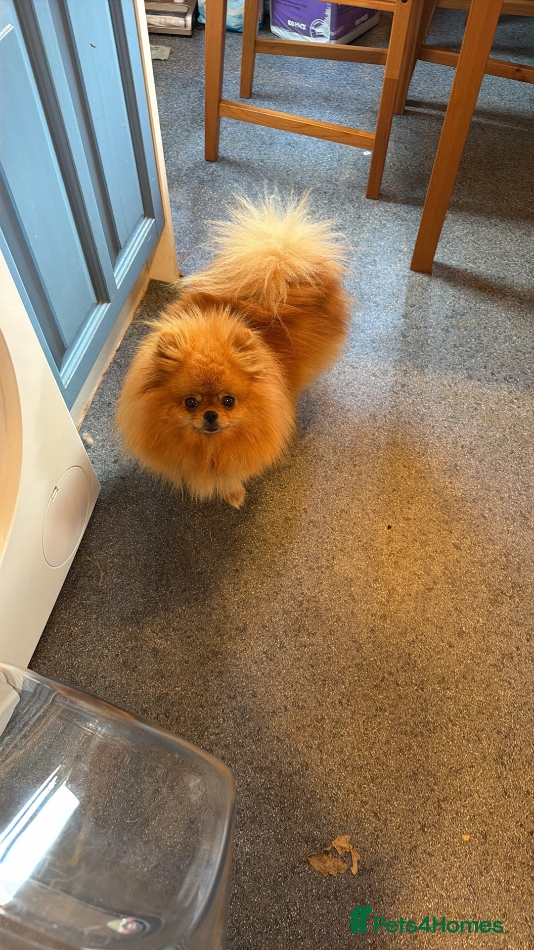 Pomeranian dogs for sale: Kc orange female stunning 3 years - Advert 2