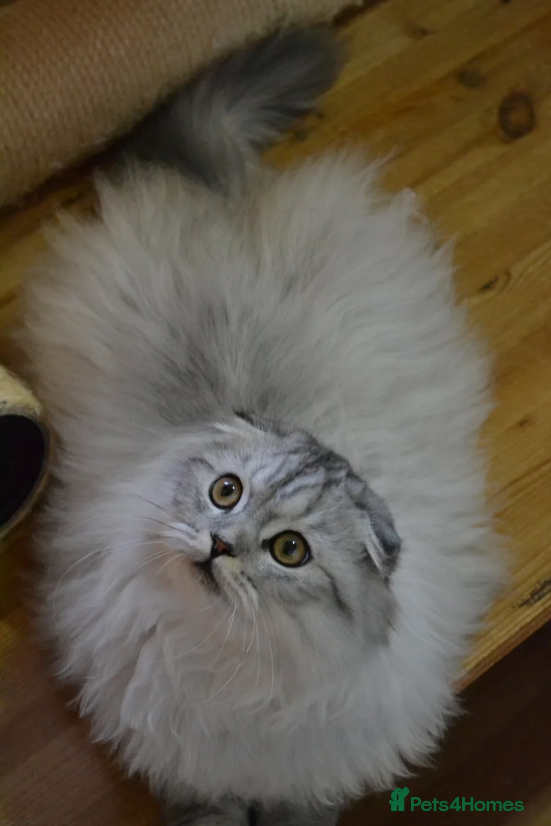 Scottish Fold cats for sale: Scottish fold kittens ❤️ - Advert 6