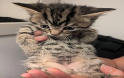 Mixed Breed cats for sale: Adorable kittens looking for a forever home - Image 1