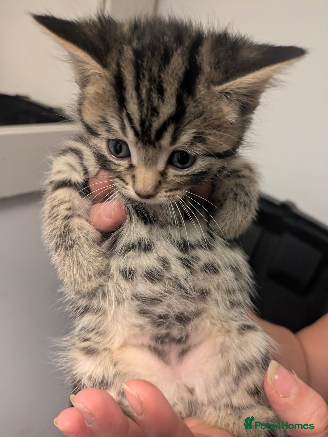 Mixed Breed cats for sale: Adorable kittens looking for a forever home - Image 1
