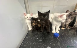British Longhair cats for sale: 5 kittens available  - Image 3