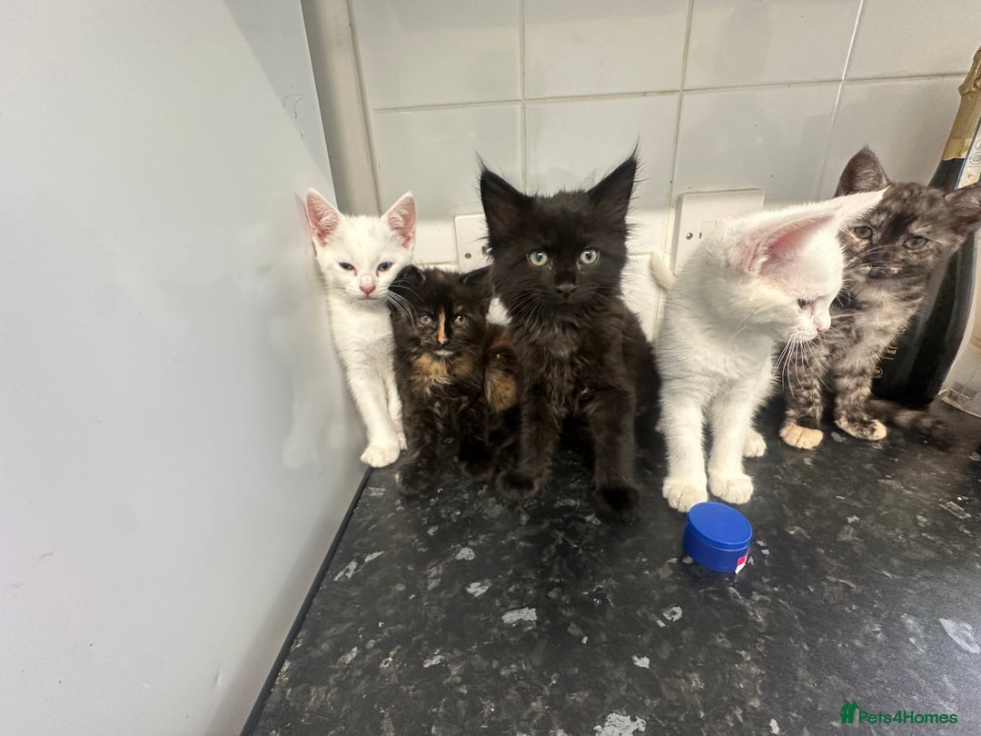 British Longhair cats for sale: 5 kittens available  - Image 3