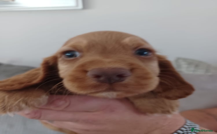 Cocker Spaniel dogs - Advert 2
