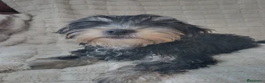 Yorkshire Terrier 1