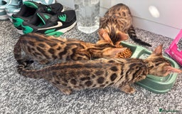 Bengal cats for sale: Bengals  - Image 7